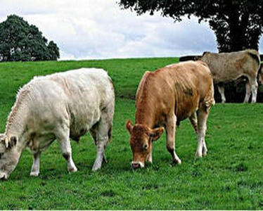 顆粒飼料是否有益牛的健康