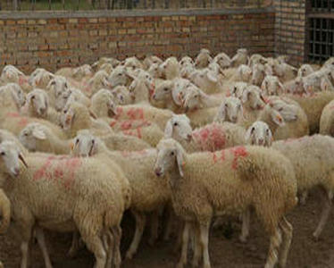 養羊的時候注意了，養羊的必備常識，需要學習