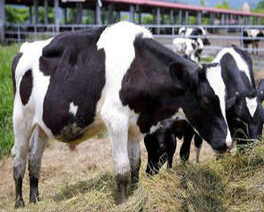 奶牛養殖場的奶牛產奶和育種計劃